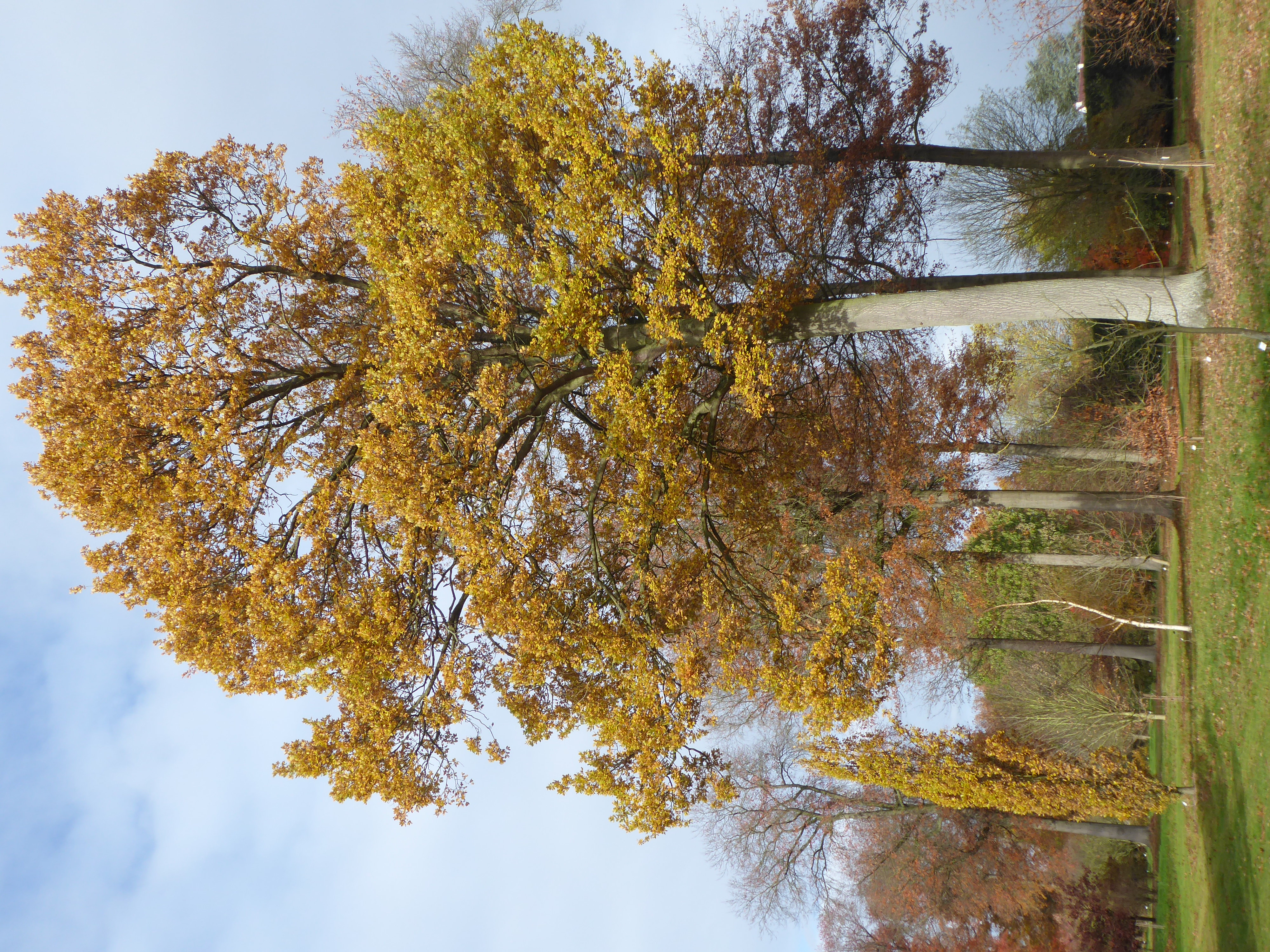 Quercus robur L. | International Oak Society